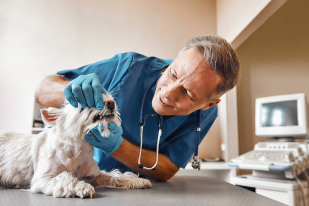Best Emergency Dental Care for Broken or Chipped Teeth in Morrisonvle, IL